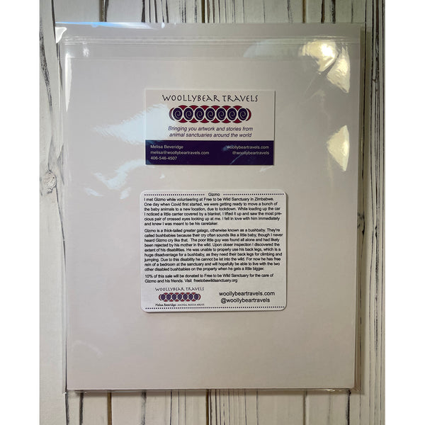 Bushbaby Fine Art Print – Gizmo