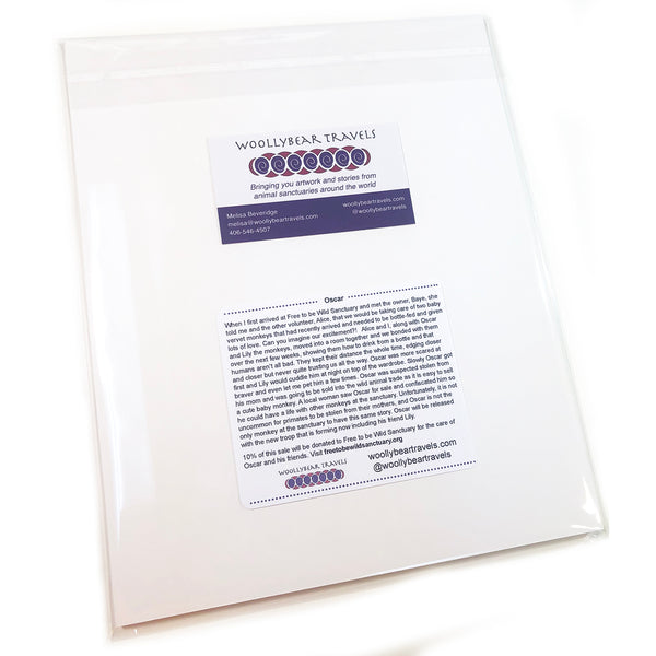 Vervet Monkey Fine Art Print – Oscar